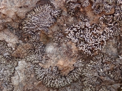 Menegazzia aeneofusca