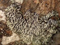 Menegazzia aeneofusca