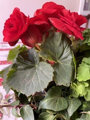 Begonia × tuberhybrida