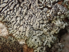 Menegazzia aeneofusca