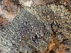 Menegazzia aeneofusca