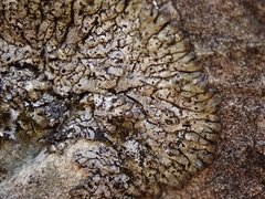 Menegazzia aeneofusca