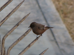 Pyrocephalus rubinus obscurus
