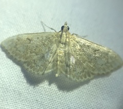 Anania quebecensis