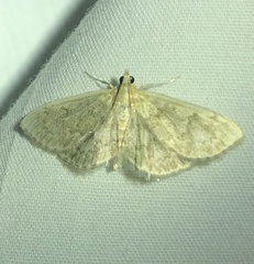 Anania quebecensis