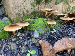 Pholiota multicingulata