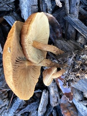 Pholiota multicingulata