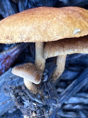 Pholiota multicingulata