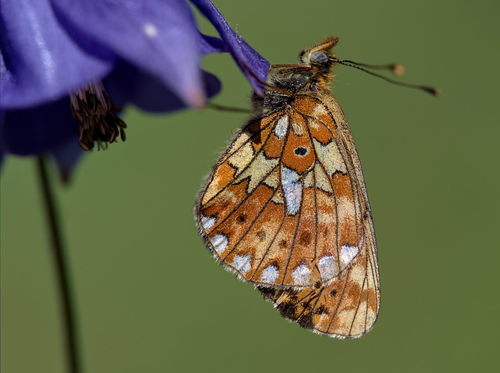 Pearl-bordered Fritillary, Luxembourg, Wallonie, Belgium, photo 7 of 10