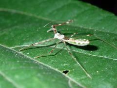 Endochus albomaculatus