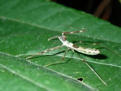 Endochus albomaculatus