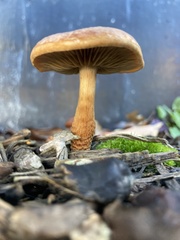 Pholiota multicingulata
