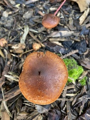 Pholiota multicingulata