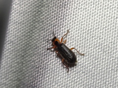 Placopterus thoracicus