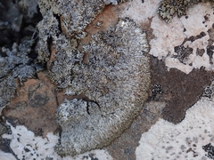 Menegazzia aeneofusca