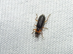 Placopterus thoracicus