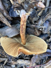 Pholiota multicingulata