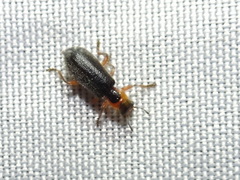 Placopterus thoracicus
