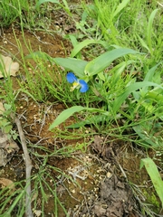Commelina communis
