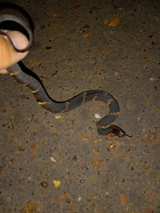 Nerodia fasciata confluens