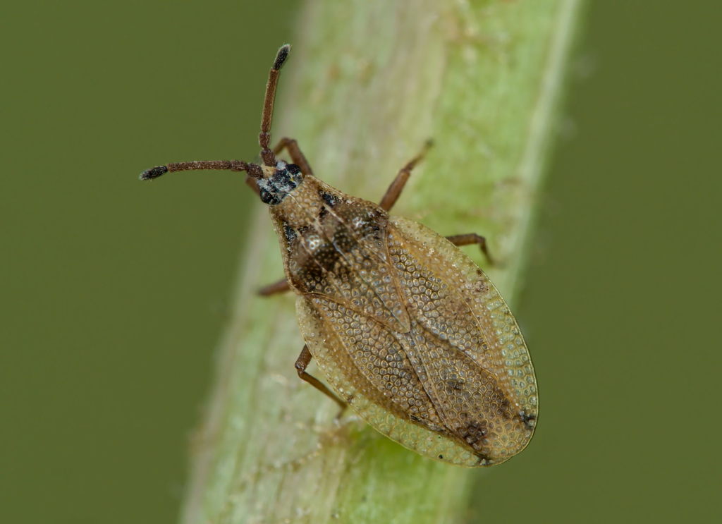 Catoplatus