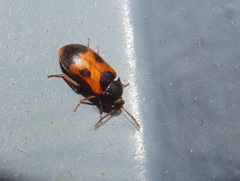 Mycetophagus punctatus
