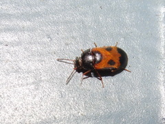 Mycetophagus punctatus