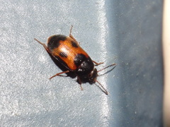 Mycetophagus punctatus