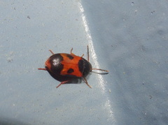 Mycetophagus punctatus