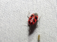 Deraeocoris histrio