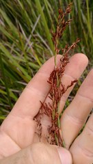 Machaerina complanata