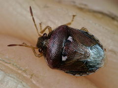 Stagonomus bipunctatus pusillus