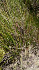 Machaerina complanata