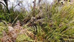 Machaerina complanata