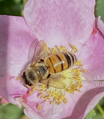 iNaturalist observation photo of Western Honey Bee