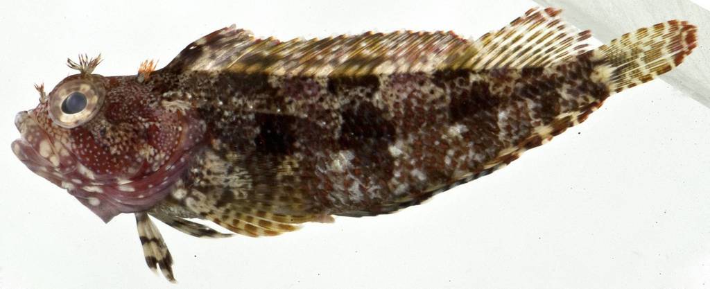 Palehead Blenny