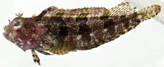Palehead Blenny photo 1
