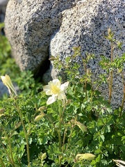 Aquilegia pubescens