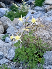 Aquilegia pubescens