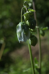 Codonopsis clematidea