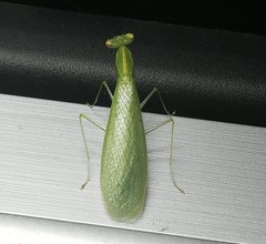 Tropidomantis tenera