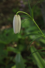 Lilium mackliniae