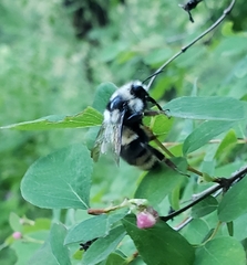 Bombus fervidus