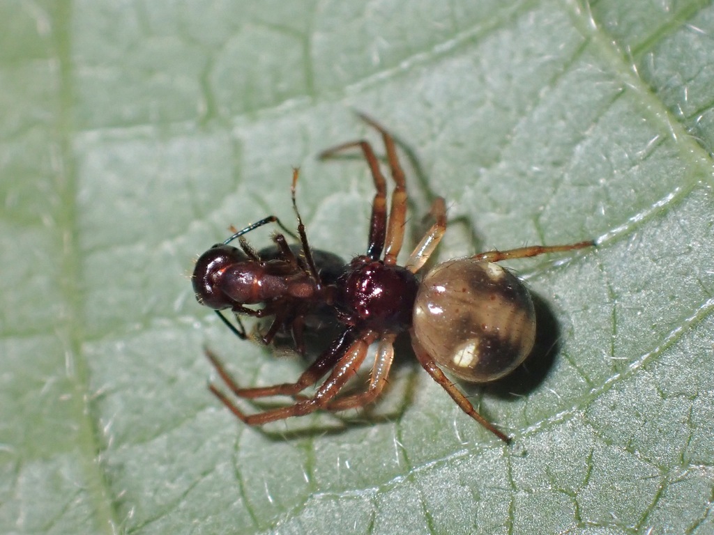 Nyctimus quadripunctatus