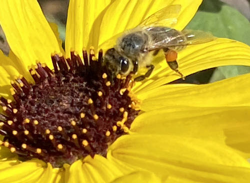 iNaturalist observation photo of Western Honey Bee