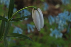 Lilium mackliniae