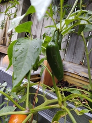 Capsicum annuum annuum