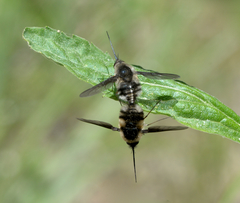 Bombylius lancifer