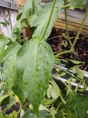 Capsicum annuum annuum