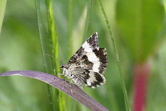 Trichodezia albovittata